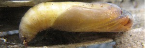 Pupae